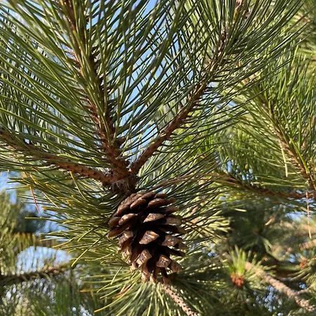 דירה Pod Jodlami סרבינובו