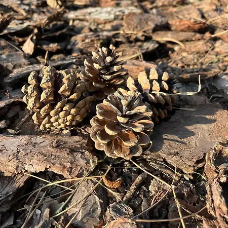 Pod Jodlami דירה *