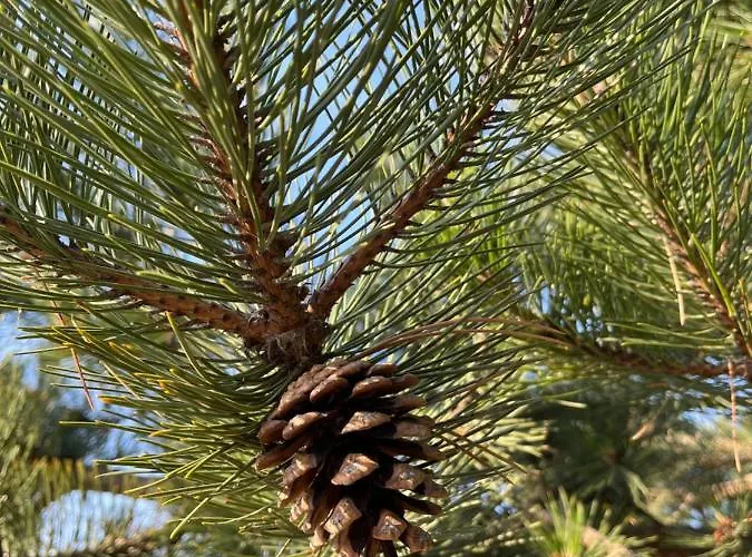 Апартаменты Pod Jodlami Сарбиново