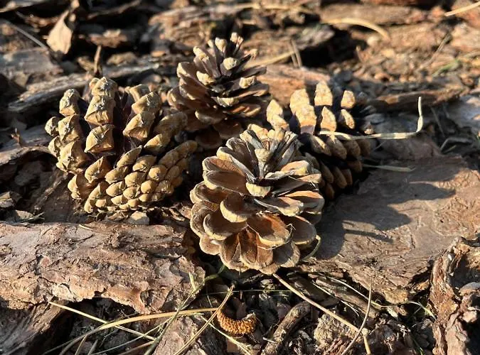 Pod Jodlami Апартаменты *